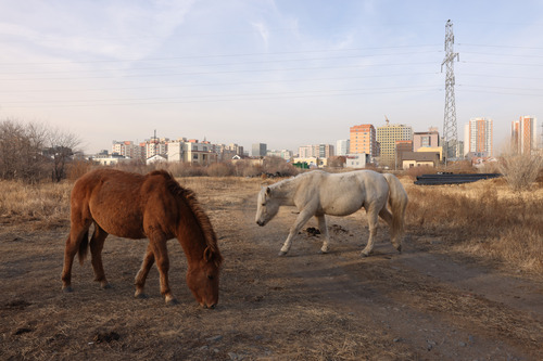 Д.Амгалан: Хориглосон бүсэд мал бэлчээсэн иргэнийг нэг сая төгрөг, хуулийн этгээдийг 10 сая төгрөгөөр торгох хуультай